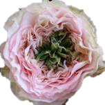 Pink Monster Rose de jardin d'Equateur Ethiflora